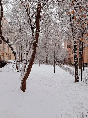 Зимний волшебство в парке: Фото JPG для скачивания