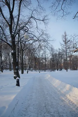 Зимние моменты в парке: Скачайте фото в JPG формате