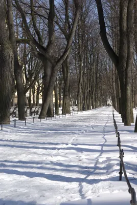 Фотографии зимнего парка: WebP формат для лучшего качества