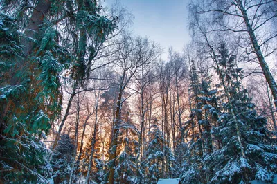 Волшебство зимы: выберите формат и размер изображения