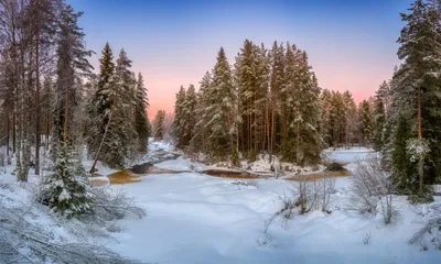 Зимний лес: новые картинки для скачивания в высоком качестве