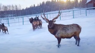 Изображения зимы: Бесплатно скачать фото леса