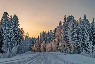 HD рисунок природы: Зимний лес в гифке