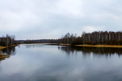 Обои на рабочий стол с изображением зимнего леса в 4K.