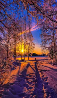 Зимнего заката  фото