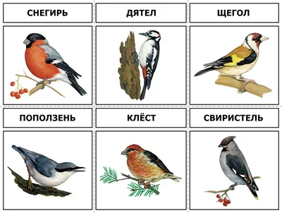 Фотографии красивых зимних птиц Урала