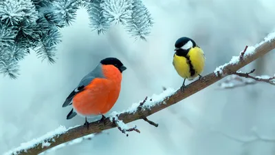 Очарование зимнего пернатого мира: фото