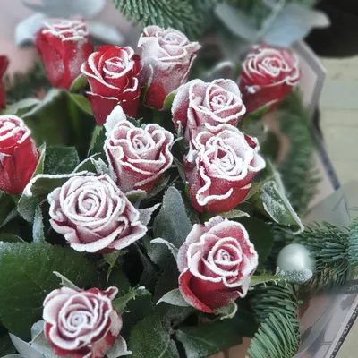 Прекрасные зимние розы во всей красе