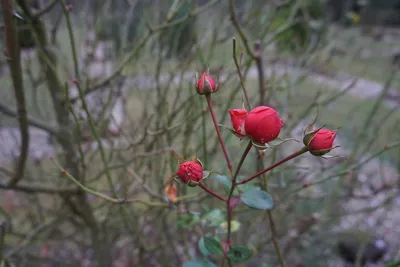 Замороженная красота: изображения зимних роз для вашего выбора