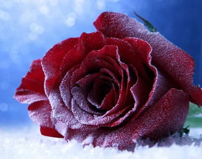 Зимние розы на ваш выбор: jpg, png или webp