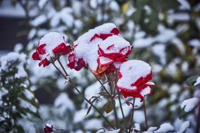 Зимние розы: картина природы на вашем экране