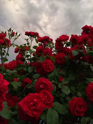 Фото зимних роз: погрузитесь в мир красоты