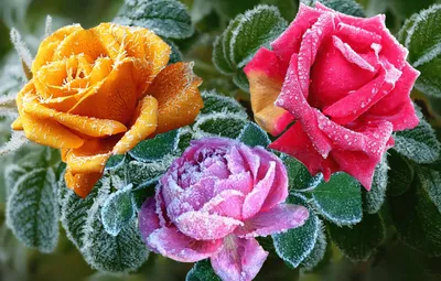 Шикарные зимние розы в разных форматах
