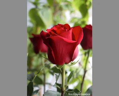 Зимние розы во всей их великолепности: загрузите и насладитесь