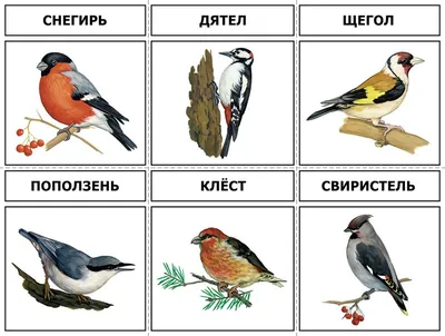 Зимние виды птиц: фотографии разного размера