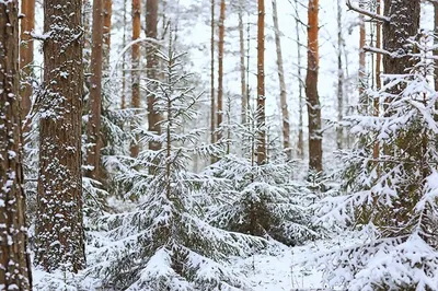 Замерзшая сказка: Фотографии, рассказывающие о загадочной природе Зимнего хвойного леса