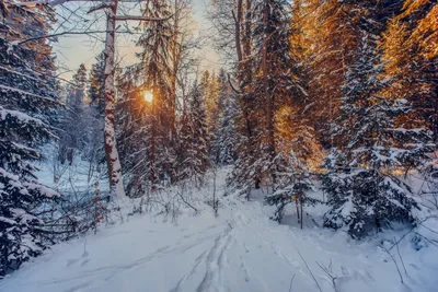 Картинка леса для рабочего стола