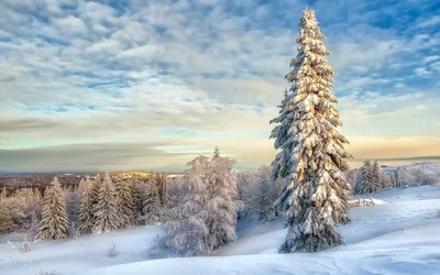 Фотография снежного хвойного леса