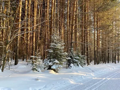 Картинка зимнего хвойного леса в хорошем качестве