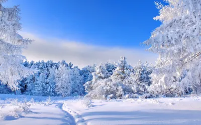 Зимний праздник глазами фотографии: Изображения зимней красоты