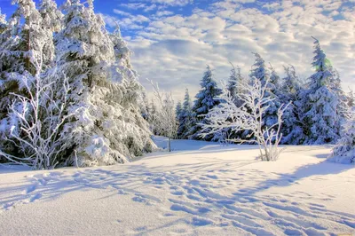 Зимние эмоции в фотографиях: Картинки природы зимой