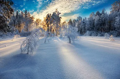 Зимние картинки природы: Красивые фотографии