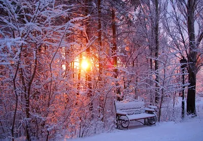 Фотки зимних красот: Природа в ледяном великолепии