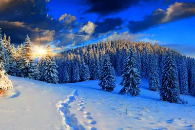 Зимний лес: Загадочная красота зимней природы