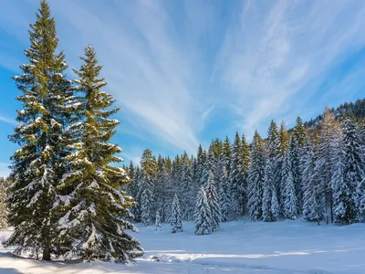 Зимний лес в обрамлении снега