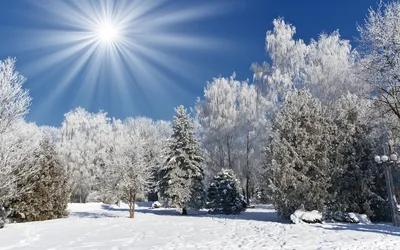 Зимний лес: Поэзия зимнего пейзажа