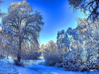 Зимний лес: Очарование зимней природы