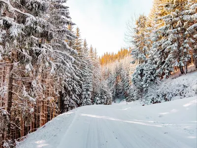 Зимний лес: Снежное окутывание природы
