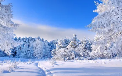 Зимний лес: Зимний уют в фотографиях