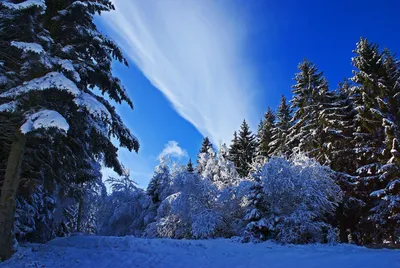 Фото зимнего леса: Интересные ракурсы и форматы
