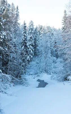 Зимний лес: Волшебство зимней природы на фото
