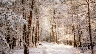 Зимний лес: Загадочная зимняя краса