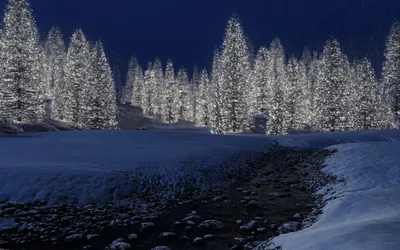 Фотографии зимнего леса в различных форматах