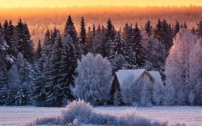 Фото зимнего леса в форматах JPG, PNG, WebP