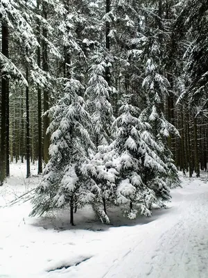 Зимний лес зима природа фотографии