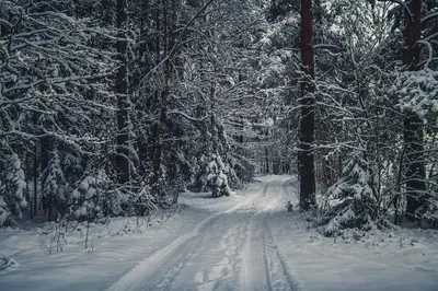Зимний лес: Мистические оттенки зимней природы