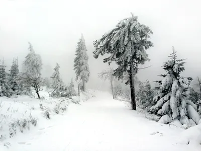 Фото зимнего леса: Варианты скачивания JPG, PNG, WebP