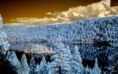 Зимний лес: Прекрасная зимняя природа в объективе