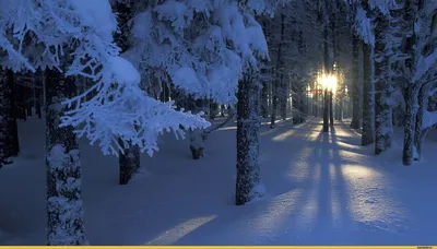 Зимний лес: Иней и снег в фотографиях зимы