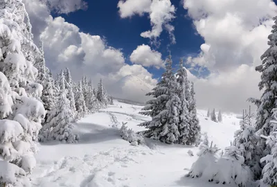 Зимний лес: Очарование зимнего ландшафта