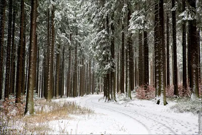 Зимний лес: Зимние пейзажи на изображениях