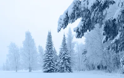 Фото зимнего леса: Разные форматы для скачивания