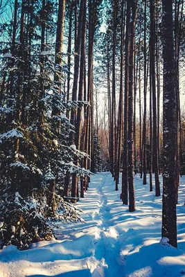 Зимний лес: Умиротворение зимней природы