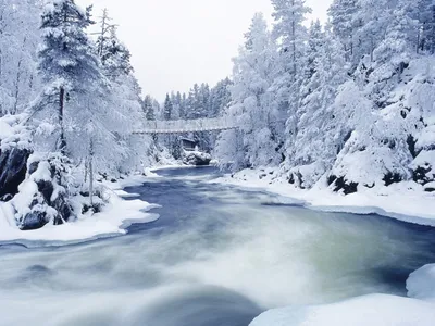 Зимний лес: Зимняя красота в каждом кадре