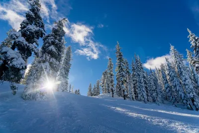 Зимний лес: Мир зимней природы на фото