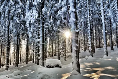 Зимний лес: Зимние оттенки в картинках